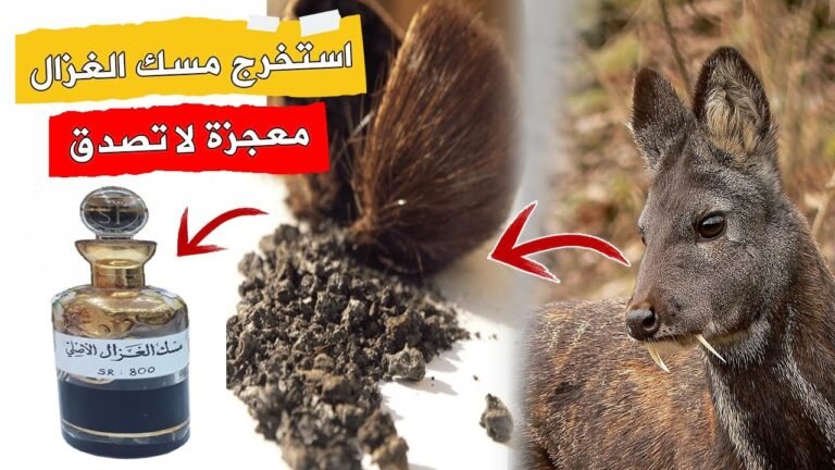 دليل شامل لاستخراج المسك من الغزال: التاريخ، الطرق، والفوائد