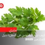 كيف تزرع البقدونس في الحقل: دليل للمزارعين 2025