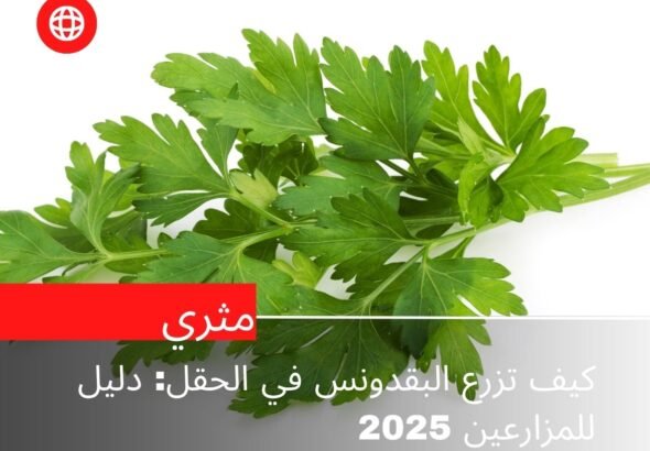كيف تزرع البقدونس في الحقل: دليل للمزارعين 2025