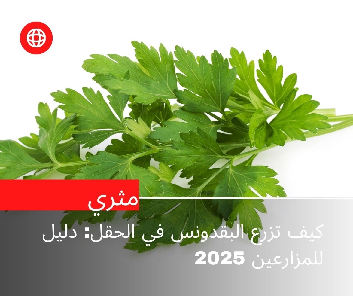 كيف تزرع البقدونس في الحقل: دليل للمزارعين 2025